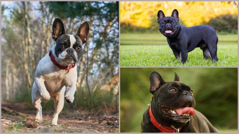 How Long Do French Bulldogs Live